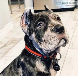 Cane Corso puppies for sale for x mas