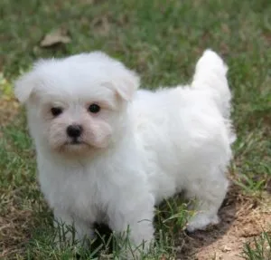 AKC Bichon Frise Puppies Available for sale.