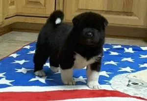 AKC Akita Puppies