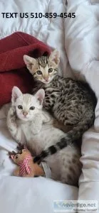 kM Christmas Bengal kittens for sale