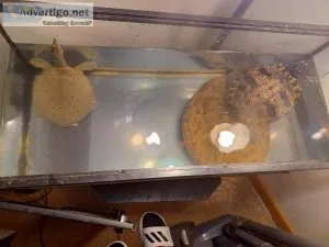 TURTLES NEED REHOMING