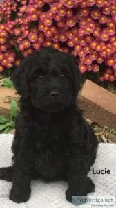 Lucie