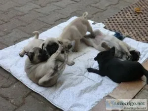 Beautiful Pug Puppies available