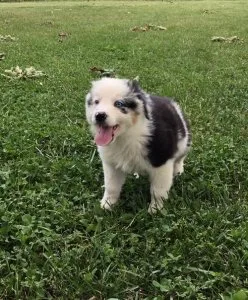 Loving Australian Shepherd Dogs (Puppies)