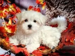Extra Chaming Maltese Puppies
