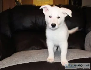 White German Shepherd Dogs (puppies) for sale