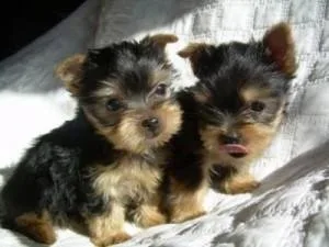 Beautiful and Healthy yorkie Puppies For Adoption