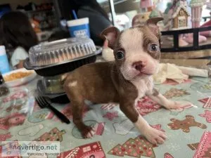 AKC Boston Terrier puppies