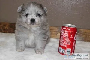 Beautiful Tiny Pomeranian Puppies for sale.