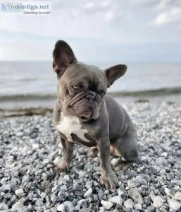 Amazing french bulldog
