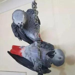 2 African Grey parrots available