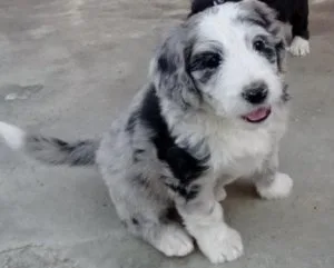 Beautiful Aussie Doodle puppies