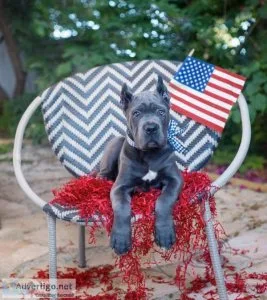 Stunning imperiaL Cane corso Puppies