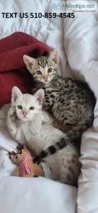aN Bengal kittens for sale