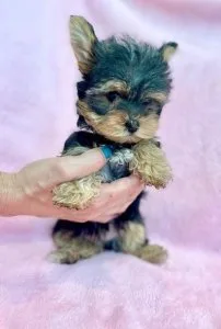 Sweet teacup Yorkie puppies for sale