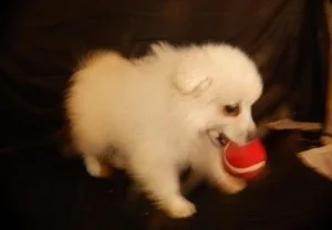 Beautiful American Eskimo (Dogs) puppies for sale.