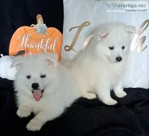 American Miniature Eskimo