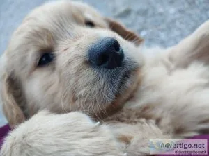 Akc golden retrievers