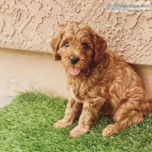 Cavoodle puppies