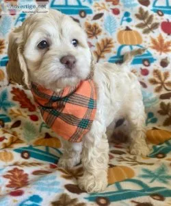 cockapoo puppies