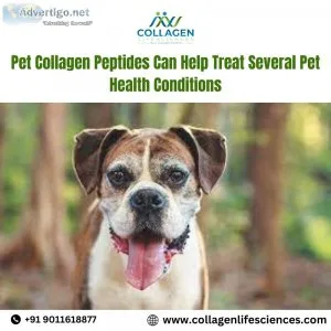 Pet collagen peptides can help treat several pet health conditio
