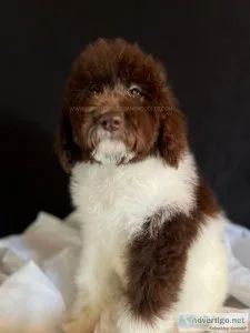 Gorgeous Multigen Labradoodles