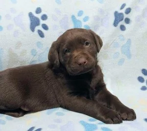 AKC Champion Bloodline Lab Puppies