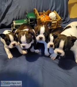 CKC Boston Terriers