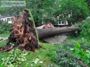 Emergency Tree Removal Sydney