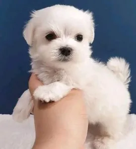 maltese toy puppy for rehoming