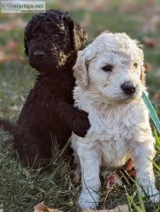 Goldendoodle Puppies