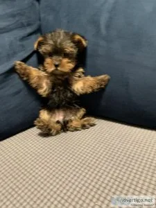 Yorkies purebred