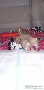 Chihuahua puppies