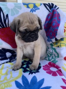 Super Adorable Pug Puppies