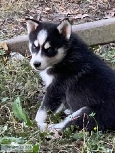 AKC Siberian Husky puppies