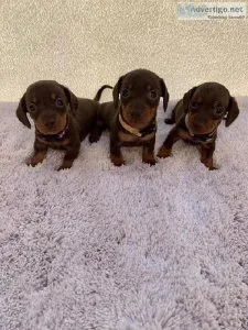 Sweet Dachshund puppies for sale