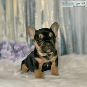 French bulldog