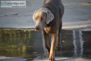 AKC Labrador Retriever
