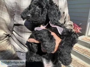 Chessie Doodle Puppies
