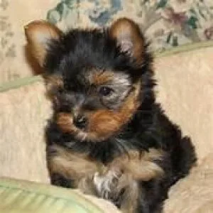 yorkie puppy