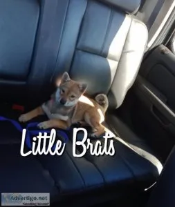 MAME Shiba Inu Puppies