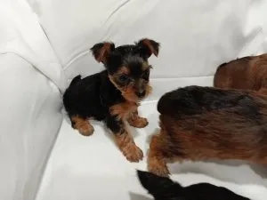 Yorkie puppy
