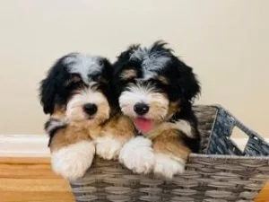 BERNEDOODLES AVAILABLE NOW