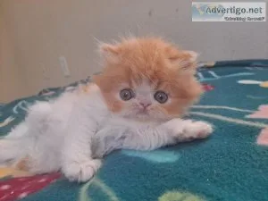 Persian kitten pure breed