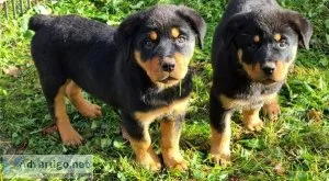 Bigbone Rottweiler puppies