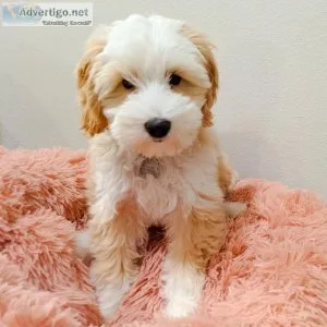 Adorable F1 Labradoodle puppy