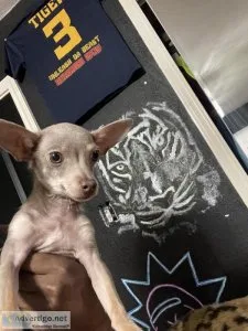 tri chihuahua