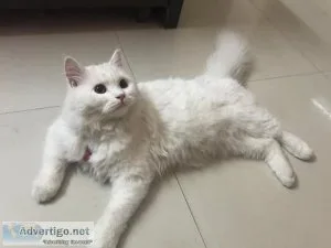 Persian cat price in Sonipat