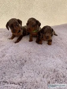 Super Cute Dachshund puppies for sale