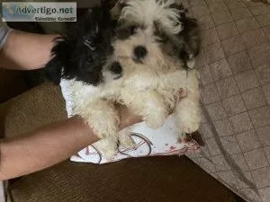 Shih-Poos Gorgeous Small Males